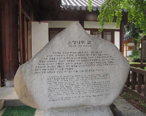 IMG_1082_Ginkgo_biloba_500_years_old_Hanok_village 500 year old Ginkgo biloba , Hanok Village, Jeonju