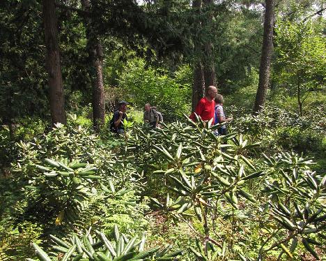 IMG_0962_Rhododendrons_at_KNA Rhododendron hybrids at the Korea National Arboretum