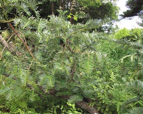 IMG_0964_Cephalotaxus_koreana_Korean_National_Arboretum Cephalotaxus koreana , Korea National Arboretum