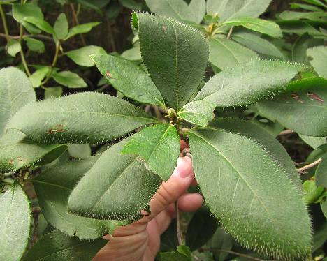 IMG_1175_mucronulatum_var_ciliatum_Jirisan_1000m Rhododendron var. ciliatum , Jiri-san 1000 m