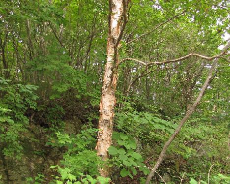 IMG_1179_Betula_costata_Jirisan_1000m Betula costata , Jiri-san 1000 m