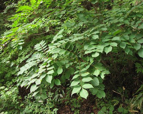 IMG_1190 Toxicodendron trichocarpum ( Rhus trichocarpa )?, Jiri-san 1100 m