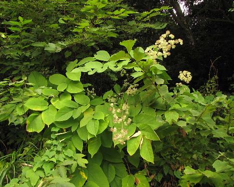 IMG_1374_Aralia_cordata_and_Actinidia_sp_Ullung Aralia cordata , Ullung 200 m