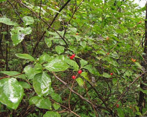 IMG_1717_Seoraksan Lonicera sp., Seorak-san 1100 m