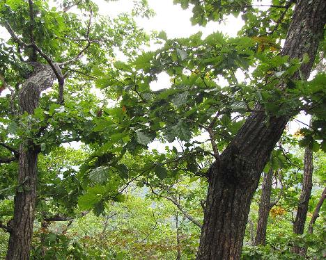 IMG_1720_Seoraksan Quercus mongolica , Seorak-san 1130 m