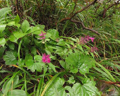 IMG_1724_Seoraksan Melampyrum setaceum , Seorak-san 1170 m