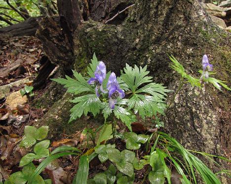 IMG_1726_Seoraksan Aconitum jaluense and leaves of Hepatica asiatica , Seorak-san 1190 m