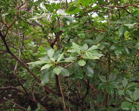 IMG_1734_mucronulatum_Seoraksan_1250m Rhododendron mucronulatum var. ciliatum , Seorak-san 1250 m