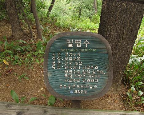 IMG_0903_Aesculus_turbinata_Namsan_Seoul_Tower Sign for Aesculus turbinata , Namsan, Seoul