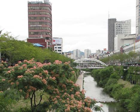 IMG_0926_Albizia_julibrissin_Seoul Albizia julibrissin , Seoul