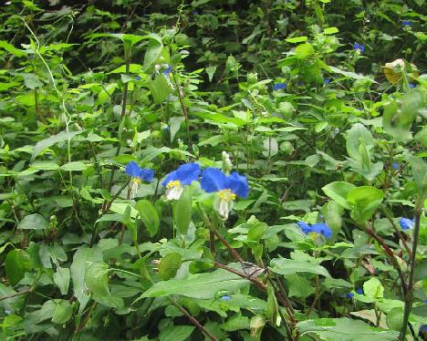 IMG_1594_Commelina_communis_Taeharyeong_Ullung Commelina communis , Taeha-ryong, Ullung 330 m