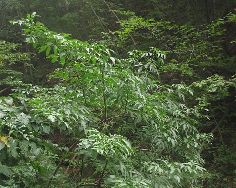 IMG_1599_Sambucus_sp_Taeharyeong_Ullung Sambucus sp., Taeha-ryong, Ullung 370 m