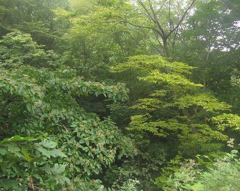 IMG_1604_Taeharyeong_Ullung Possibly Hovenia dulcis and Zelkova serrata , identification unclear, Taeha-ryong, Ullung 400 m
