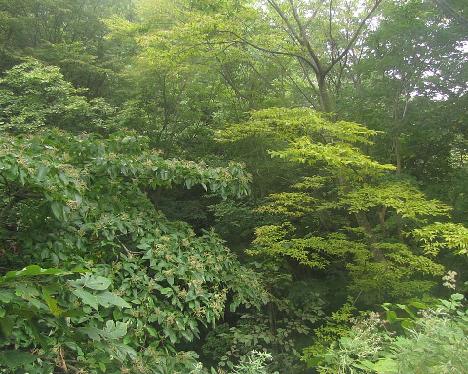 IMG_1604_Taeharyeong_Ullung Possibly Hovenia dulcis and Zelkova serrata , identification unclear, Taeha-ryong, Ullung 400 m