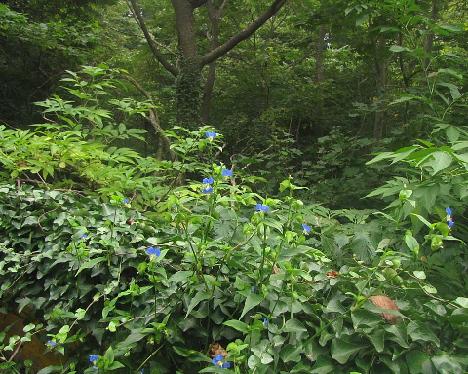 IMG_1607_Commelina_communis_Hedera_rhombea_Taeharyeong_Ullung Commelina communis and Hedera rhombea , Taeha-ryong, Ullung 410 m