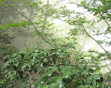 IMG_1617_Camellia_japonica_Taeharyeong_Ullung Camellia japonica , Taeha-ryong, Ullung 470 m