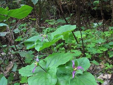 IMG_7935_Along_Alpine_Road Trillium ovatum , Alpine Road, Los Altos, California