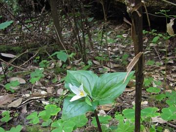 IMG_7936_Along_Alpine_Road Trillium ovatum , Alpine Road, Los Altos, California