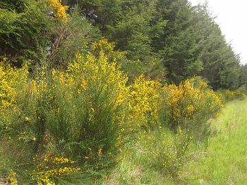 IMG_8436_tien_varren_kasveja_Cytisus_vihma Cytisus sp., along the road to Eugene, Oregon