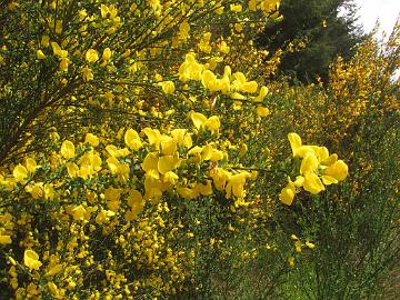 IMG_8437_tien_varren_kasveja_Cytisus_vihma Cytisus sp., along the road to Eugene, Oregon