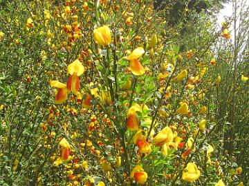 IMG_8439_tien_varren_kasveja_Cytisus_vihma Cytisus sp., along the road to Eugene, Oregon