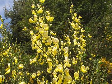 IMG_8440_tien_varren_kasveja_Cytisus_vihma Cytisus sp., along the road to Eugene, Oregon