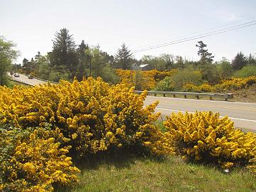 IMG_8441_tien_varren_kasveja_Ulex_piikkiherne Ulex sp., along the road to Eugene, Oregon