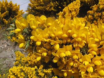 IMG_8443_tien_varren_kasveja_Ulex_piikkiherne Ulex sp., along the road to Eugene, Oregon