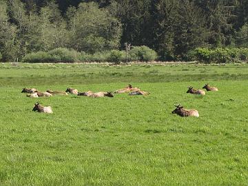 IMG_8446_tien_varren_elaimia_hirvet Elks along the road to Eugene, Oregon