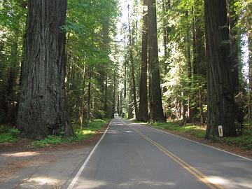 IMG_8346_Avenue_of_Giants Avenue of Giants, Humboldt Redwoods State Park, California