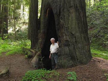 IMG_8352_Avenue_of_Giants Avenue of Giants, Humboldt Redwoods State Park, California