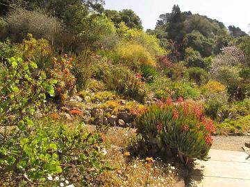 IMG_8161_Berkeley_Botanical_Garden Berkeley Botanical Garden, Berkeley, California