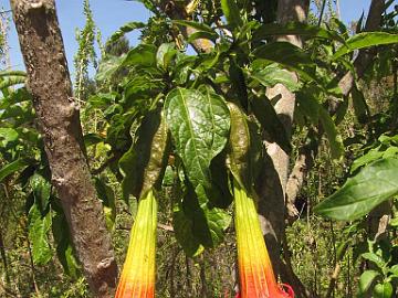 IMG_8179_Brugmansia_sanguinea_Berkeley_Botanical_Garden Brugmansia sanguinea , Berkeley Botanical Garden, Berkeley, California