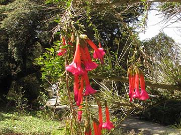 IMG_8189_Bomarea_sp_Berkeley_Botanical_Garden Bomarea sp., Berkeley Botanical Garden, Berkeley, California