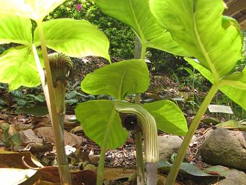 IMG_8207_Arisaema_cf_ringens_Berkeley_Botanical_Garden Arisaema cf. ringens , Berkeley Botanical Garden, Berkeley, California