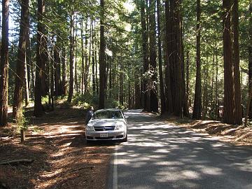 IMG_7867_Big_Basin_Redwoods_State_Park Big Basin Redwoods State Park, Boulder Creek, California