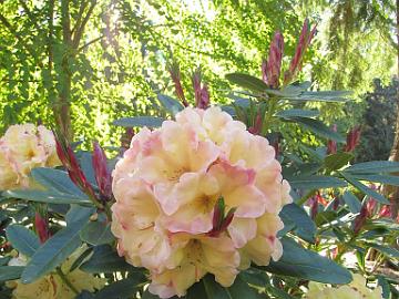 IMG_9202_Invitation_Jim_Barlup Rhododendron 'Invitation', a hybrid by Jim Barlup, in Bill Stype's Glynneden Gardens, Greenbank, Whidbey Island
