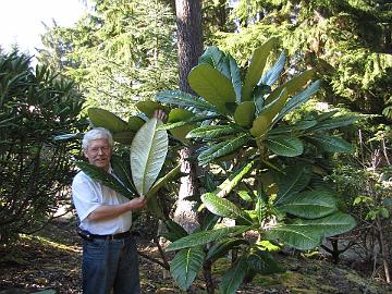 IMG_9215_Kristian_sinogrande_Stipe_Garden Me and Rhododendron sinogrande , in Bill Stype's Glynneden Gardens, Greenbank, Whidbey Island