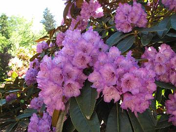 IMG_9221_Amiblue_by_Bill_Stipe Rhododendron 'Amiblue', a hybrid by Bill Stype, in Bill Stype's Glynneden Gardens, Greenbank, Whidbey Island