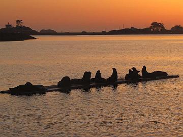 IMG_8398_Crescent_City_hylkeet_auringonlaskussa Sea Lions at sunset. Crescent City, California. Merileijonat auringolaskun aikaan. Crescent City, California.