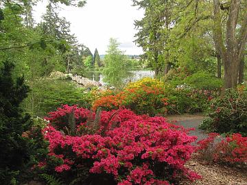 IMG_8616_Crystal_Springs_Garden Crystal Springs Rhododendron Garden, Portland, Oregon
