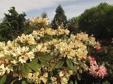 IMG_8581_Starbright_Champagne_Frank_Fujioka_Cavender_Garden Rhododendron 'Starbright Champagne', Dick and Karen Cavender's Garden, Sherwood, Oregon
