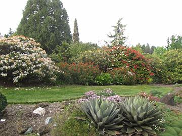 IMG_8601_Canvender_Garden Agave parryi in the foreground, the big white rhodie is R. hyperythrum , the orange flower is Euphorbia griffithii 'Fire Glow', Dick and Karen Cavender's...