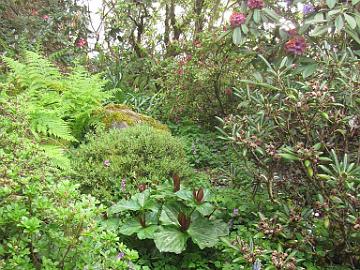 IMG_8603_Canvender_Garden Trillium kurabayashii , low growing Rhododendron keleticum , lilac R. niveum and blue R. augustinii , Dick and Karen Cavender's Garden, Sherwood, Oregon