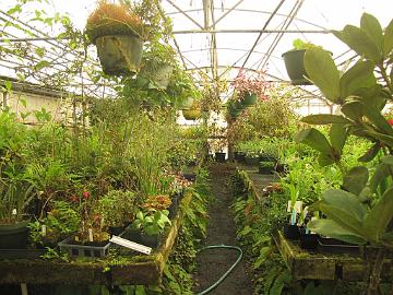 IMG_8606_Canvender_Garden Treasures in the greenhouse, Dick and Karen Cavender's Garden, Sherwood, Oregon