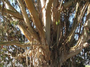 IMG_7953_Eucalyptus_globulus_Elkhorn_Slough Eucalyptus globulus , Elkhorn Slough, California