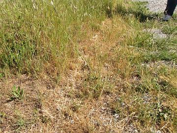 IMG_7963_Gopher_Snake_Pituophis_catenifer_Elkhorn_Slough I almost stepped on a Gopher Snake ( Pituophis catenifer ) hidden in the grass, Elkhorn Slough, California. Melkein astuin hyvin piilossa makaavan Pituophis...