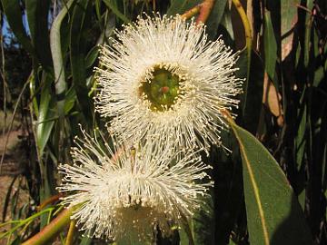 IMG_7972_Eucalyptus_globulus_Elkhorn_Slough Eucalyptus globulus , Elkhorn Slough, California