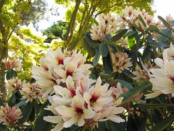 IMG_9140_Starbright_Champagne_Frank_Fujioka Rhododendron 'Starbright Champagne' by Frank Fujioka, Whidbey Island, Washington