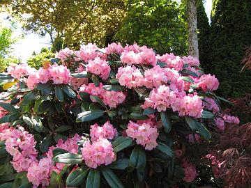 IMG_9147_Pink_Pinwheels_Frank_Fujioka Rhododendron 'Pink Pinwheels' by Frank Fujioka, Whidbey Island, Washington